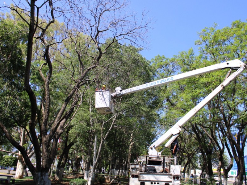 Por temporada de lluvias retiran árboles de la Calzada Zamora-Jacona