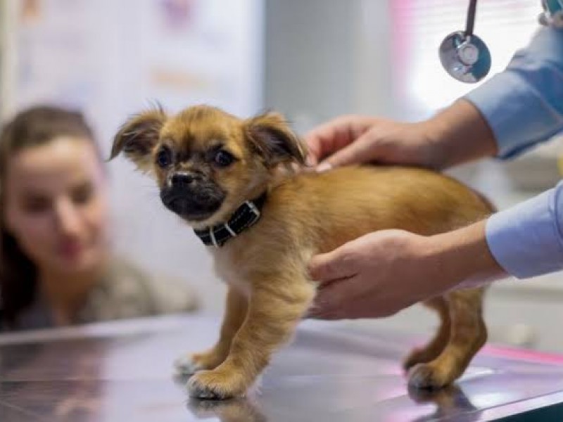 Por temporada piden vacunar a cachorros