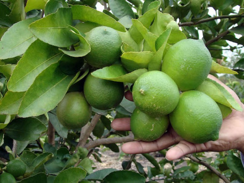 Por terminar ventana de oportunidad de productores de limón