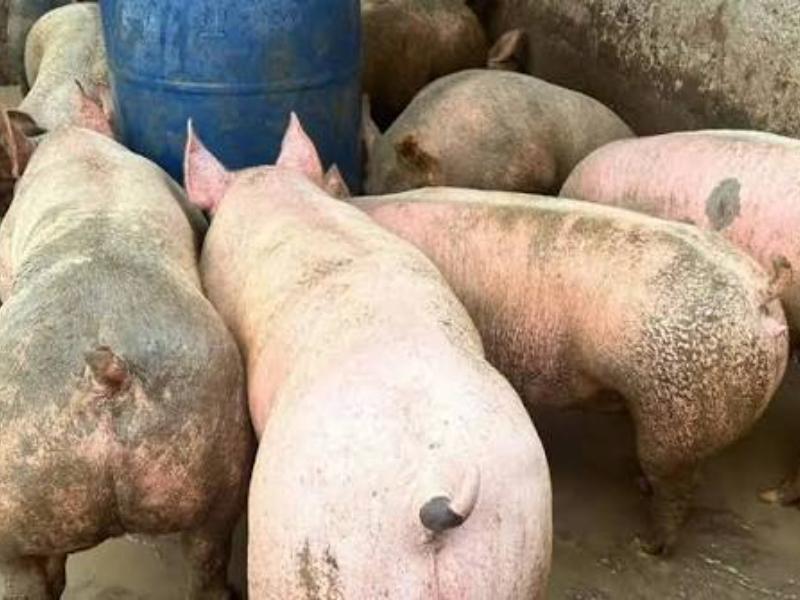 Porcicultores de León enfrentan crisis por caída en el precio del cerdo