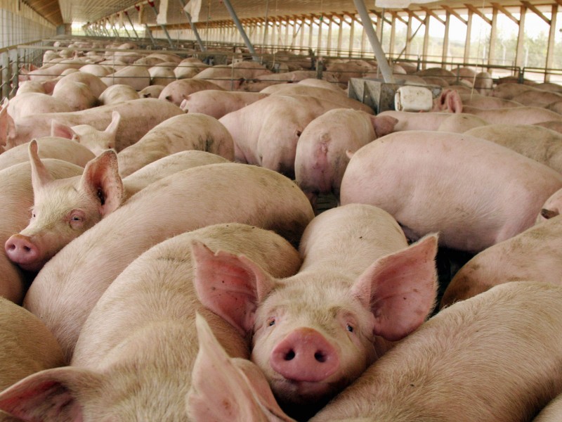 Porcicultores se ven afectados por encarecimiento de granos