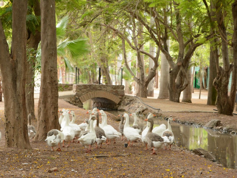 ¿Porqué se pospuso la apertura del Jardín Botánico?