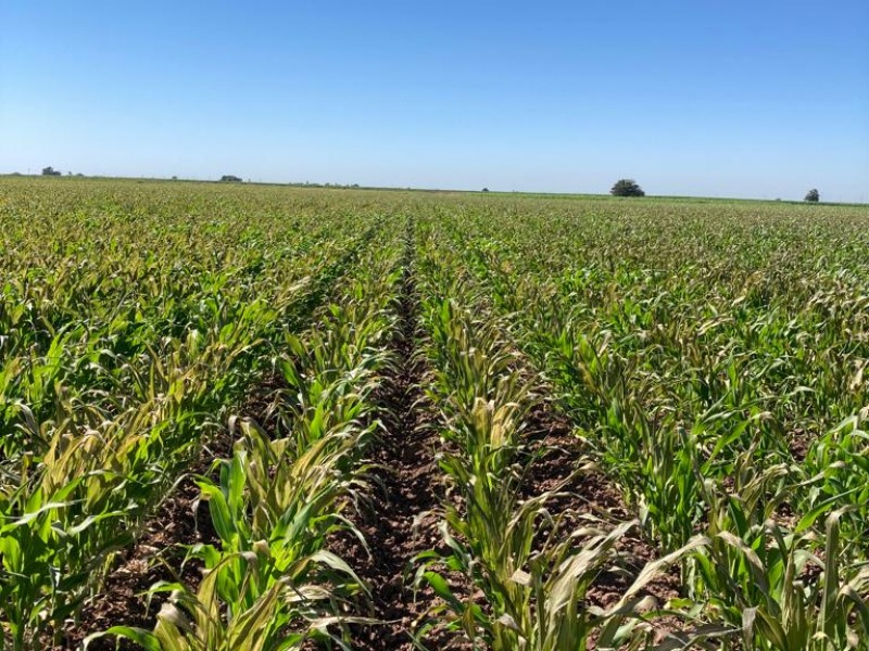 Posibles enfrentamientos entre agricultores por el agua para riego