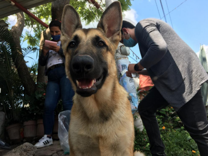 Posponen campaña de esterilización canina y felina en Ecuandureo