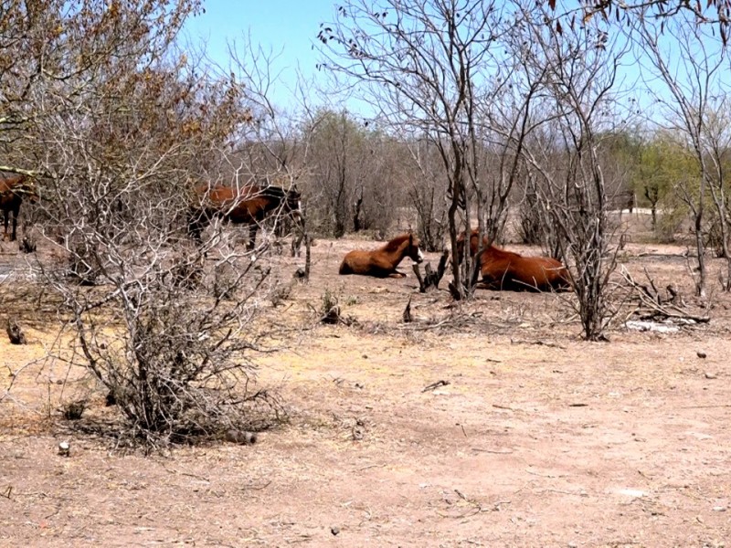 ¡Pozos y arroyos se están secando! inició el sufrimiento ganadero