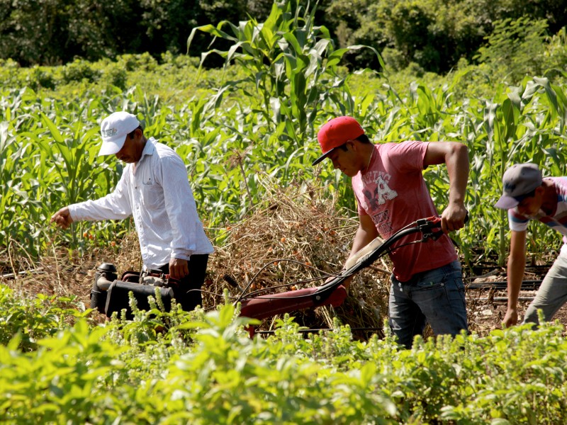 Prácticas agrícolas tradicionales de México, reconocidas por la FAO