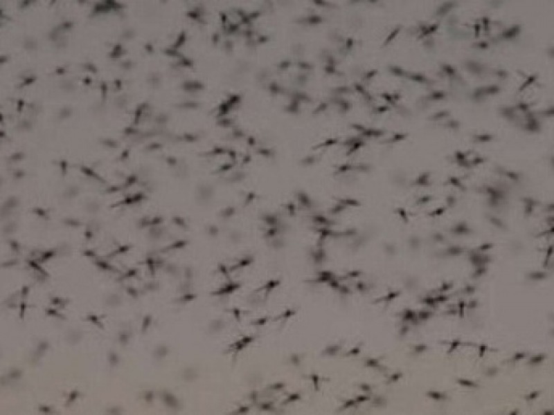 Precacucion temporada de mosquito Dengue, Zika y Chikungunya