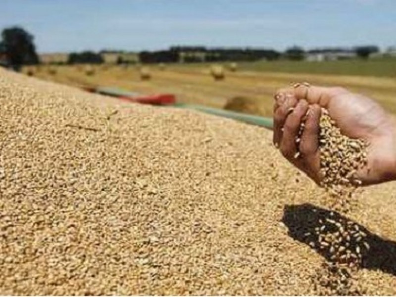 Precio de garantía da estabilidad económica a productores de trigo