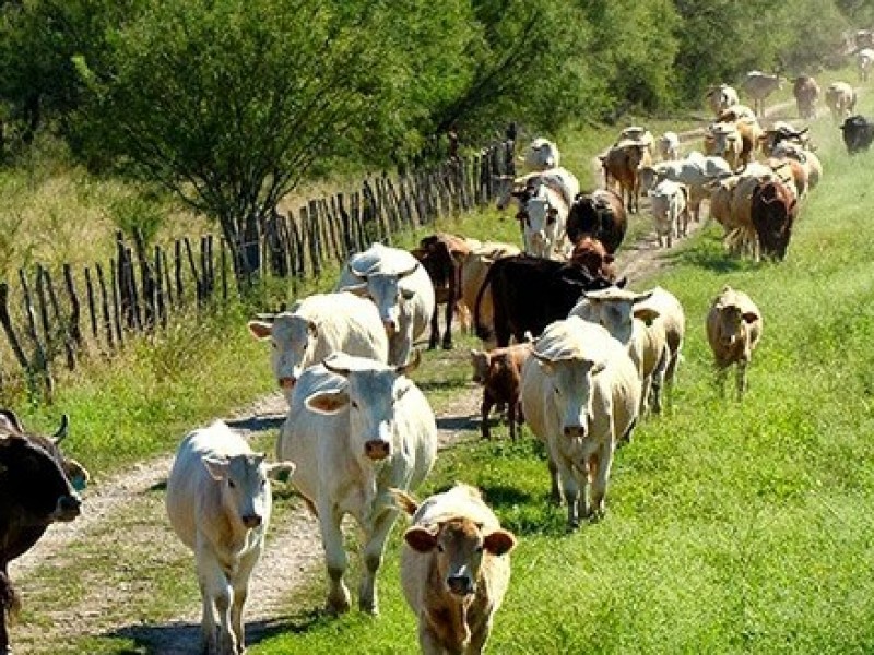 Precio de la carne se mantiene en Chiapas