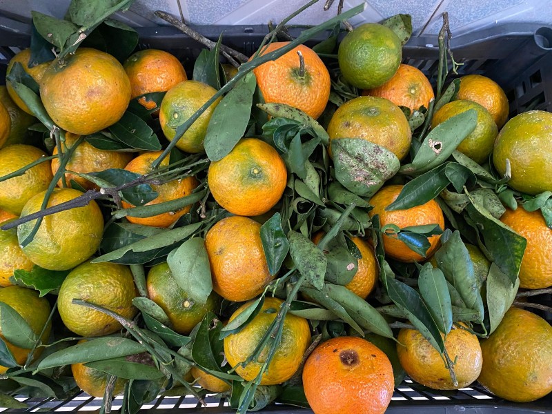 Precio de mandarina se eleva en este 2022