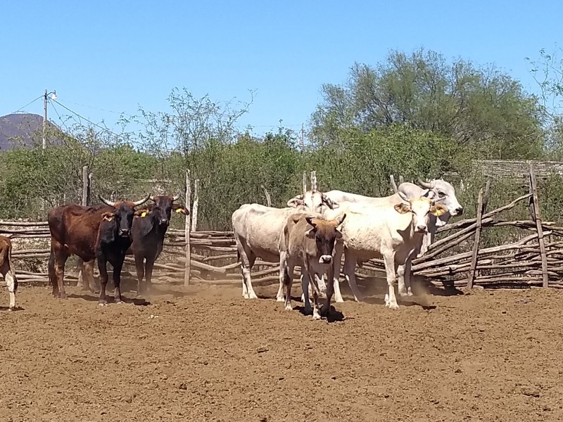 Precio del becerro en pie alcanza los 45 pesos