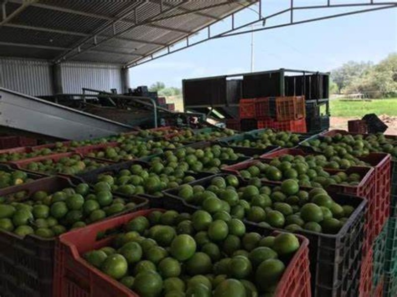 Precio del limón aumentará en noviembre; Sedeco