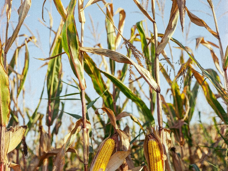Precio del maíz impacta en la Laguna