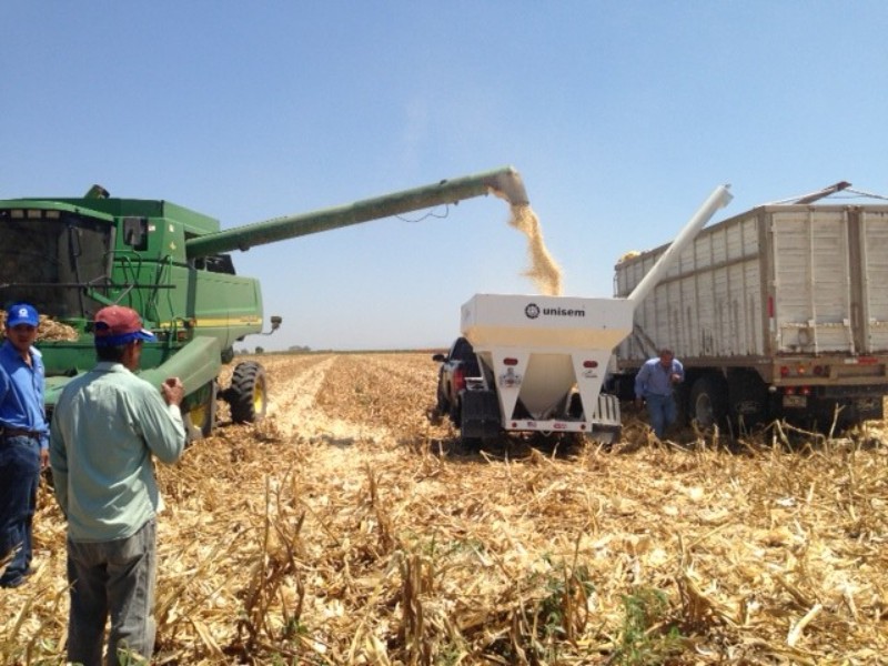 Precio del maíz no cubre ni los costos de producción