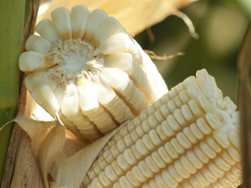 Precio del maíz suma dos semanas al alza