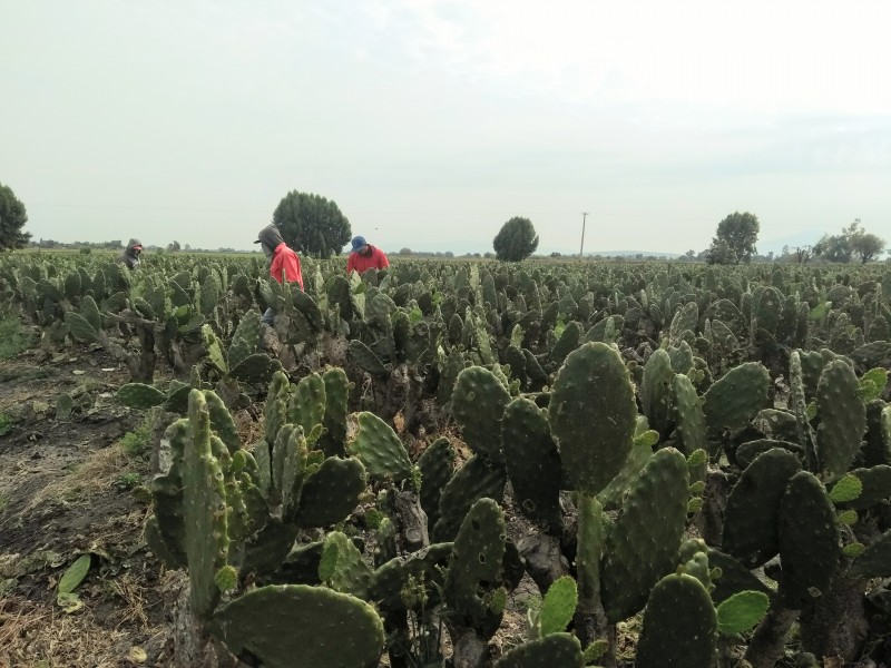 Precio del nopal incrementa hasta 500 por ciento