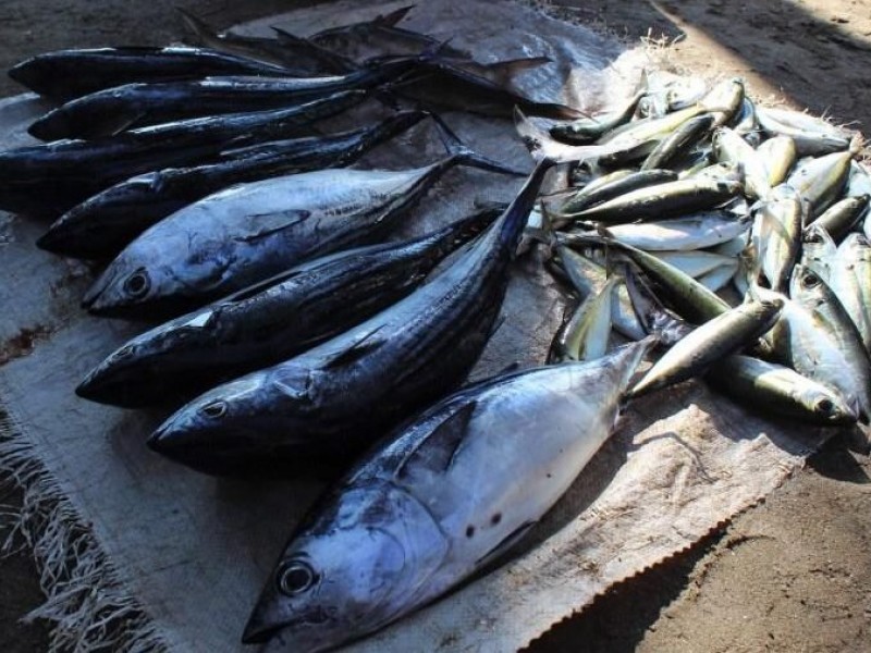 Precio del pescado depende de la oferta y demanda