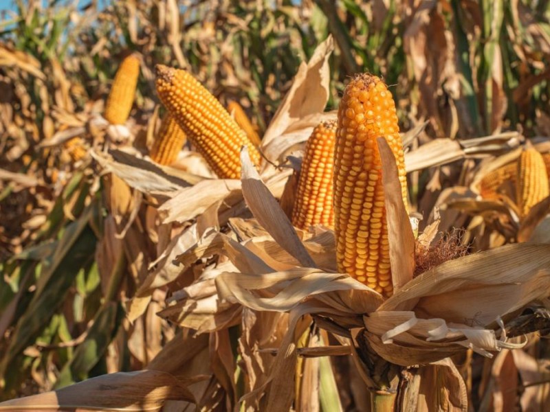 Precio internacional del maíz: Cierra segunda semana al alza