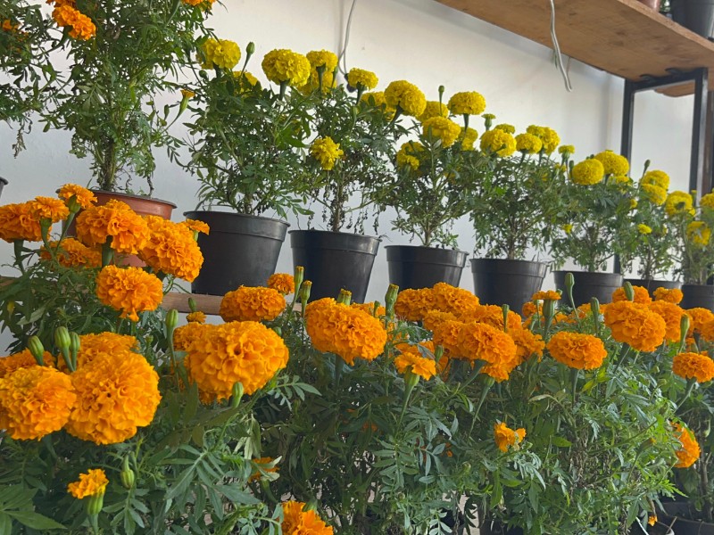 Precios de Cempasúchil se mantienen este año en Tuxpan Precios de Cempasúchil se mantienen este año en Tuxpan
