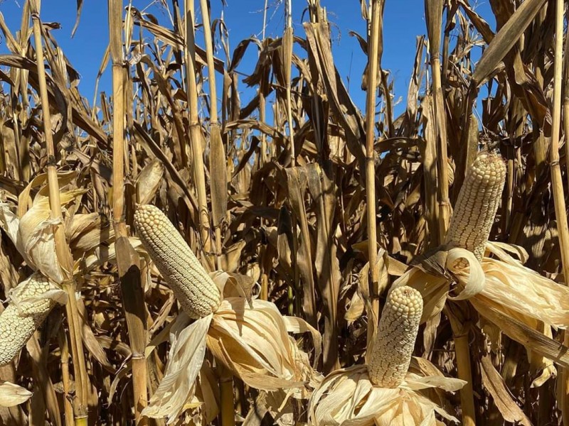Precios de liquidación del maíz no da certidumbre a productores