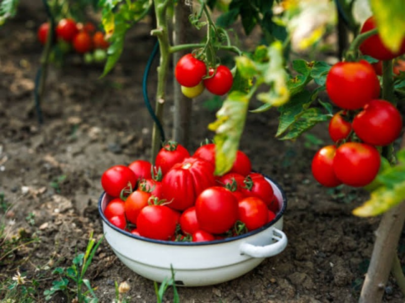 Precios fijos del tomate fueron propuesta de productores, asegura Sheinbaum