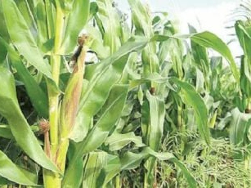 Precio oficial del maíz, no es lo que solicitamos: productores