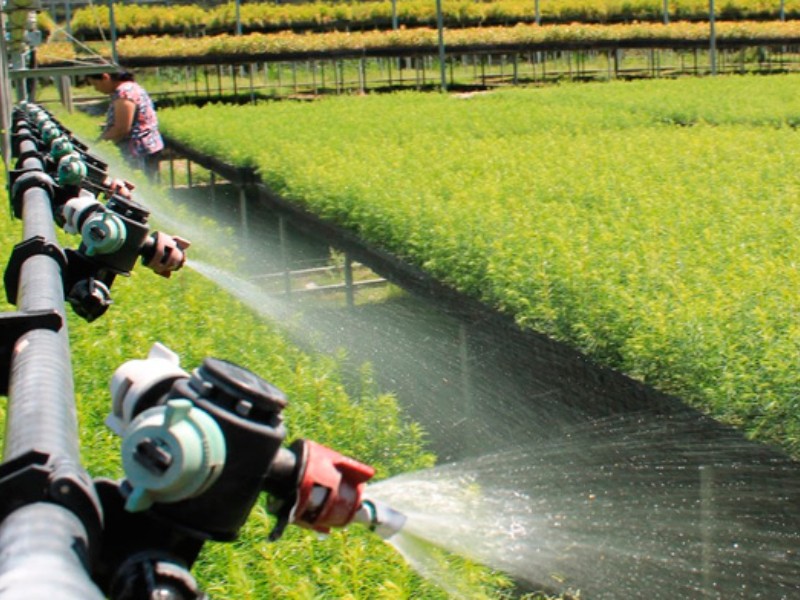 Prefieren agricultores de Guanajuato no tecnificar sus cultivos