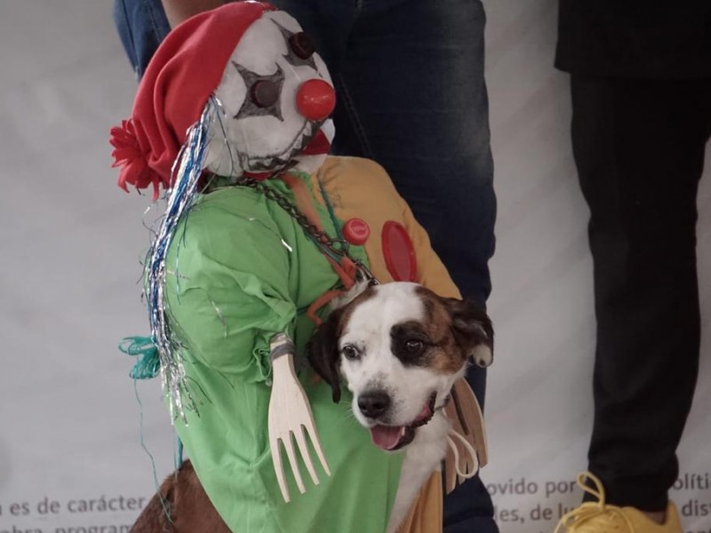 Premian a mascotas en concurso de disfraces