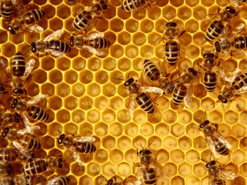 Preocupa a apicultores muerte de abejas