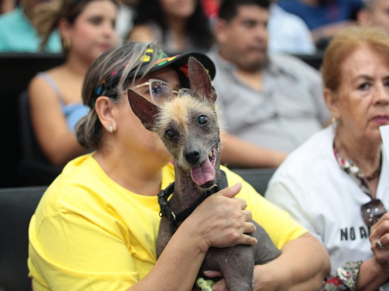 Preocupa a defensores de animales los casos de gusano barrenador en perros