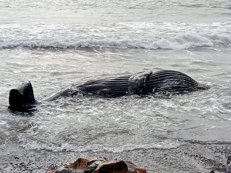 Preocupa a ecología la muerte de especies marinas