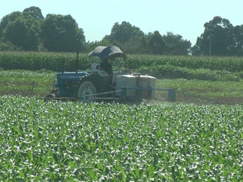 Preocupa a productores amenaza de nuevo aumento al amoníaco