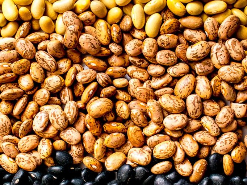 Preocupa a productores de frijol acopio insuficiente