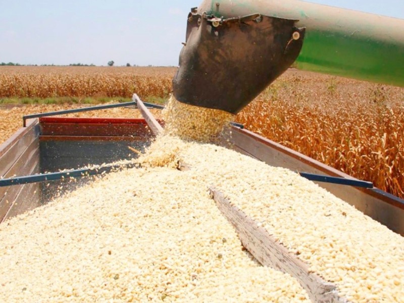 Preocupa a productores de Sinaloa incremento de importación de maíz