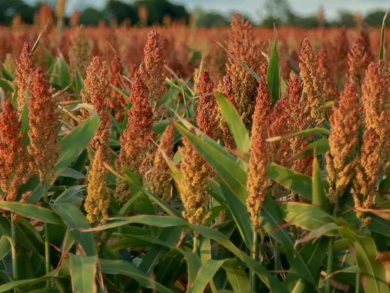 Preocupa a productores de sorgo falta de compradores