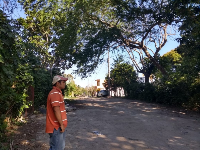 Preocupa a vecinos, arboles entre cables de electricidad