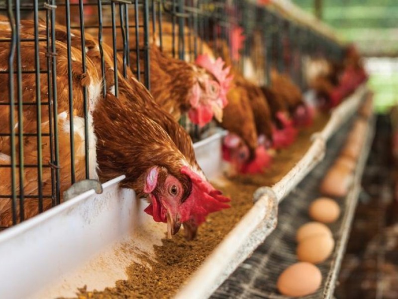 Preocupa al sector avícola nulas revisiones de importaciones