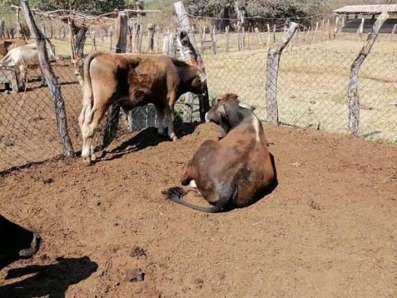 Preocupa en la Frailesca muerte repentina de ganado