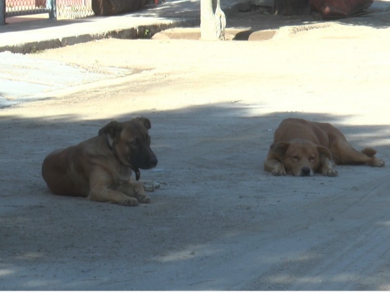 Preocupa falta de esterilización