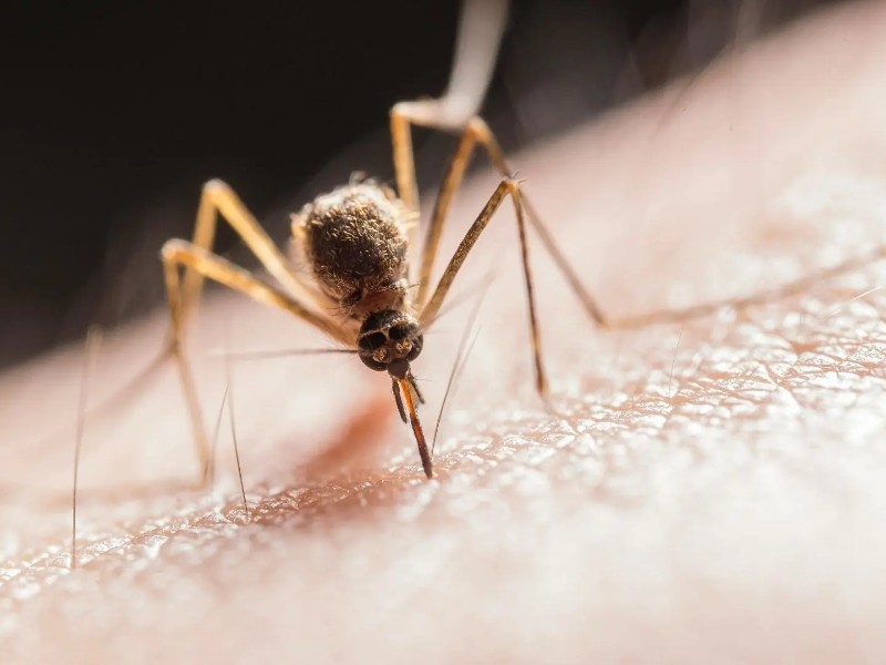 Preocupa incremento de dengue; Guaymas lidera contagios en Sonora