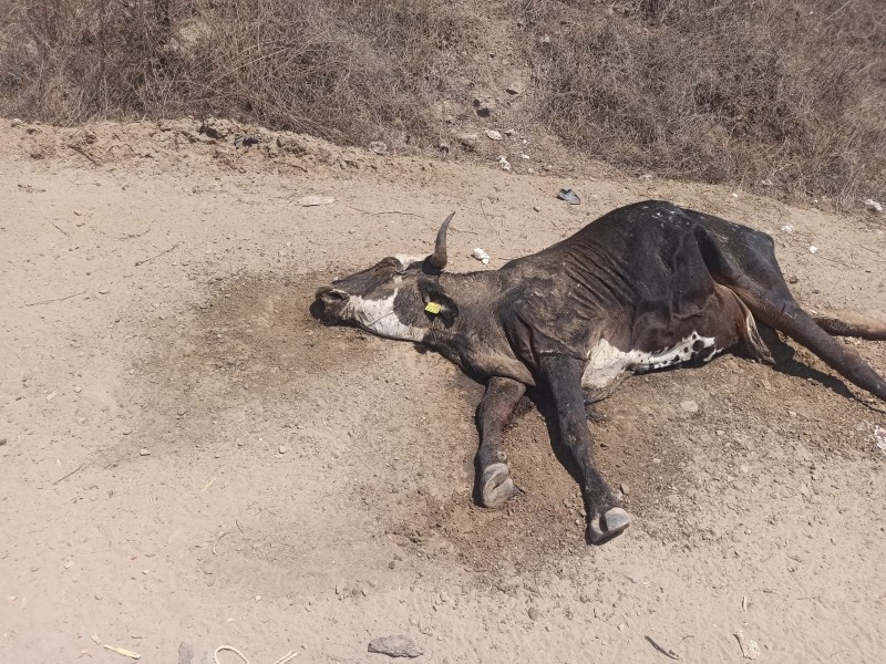 Preocupa mortandad de ganado en Choix