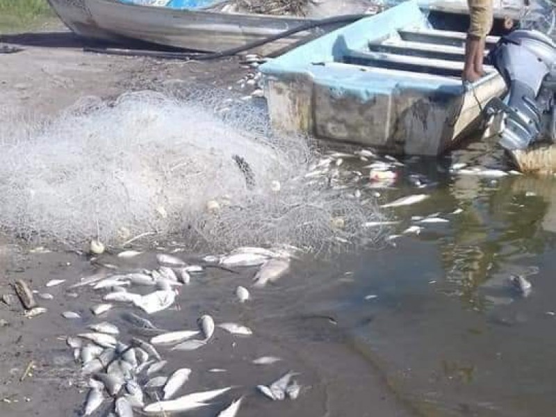 Preocupa muerte masiva de peces en Nayarit