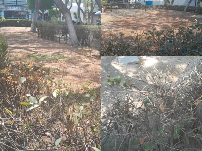 Preocupa sequía en jardineras del parque Ecológico