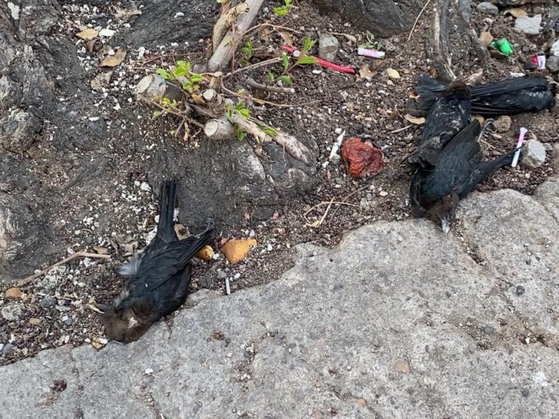 Preocupación por pájaros muertos y heces sobre bulevar en Zacatecas