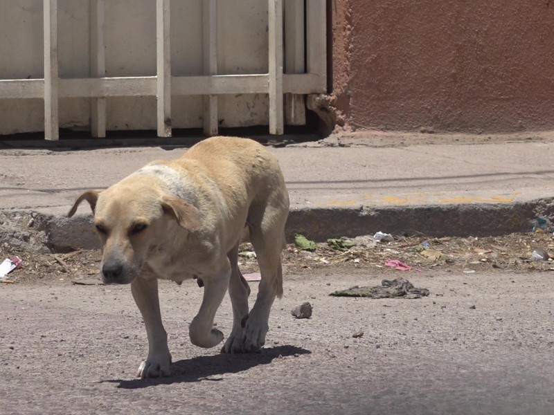 PREOCUPANTE AUMENTO DE PERROS CALLEJEROS EN LA COLONIA CONSTITUCIÓN
