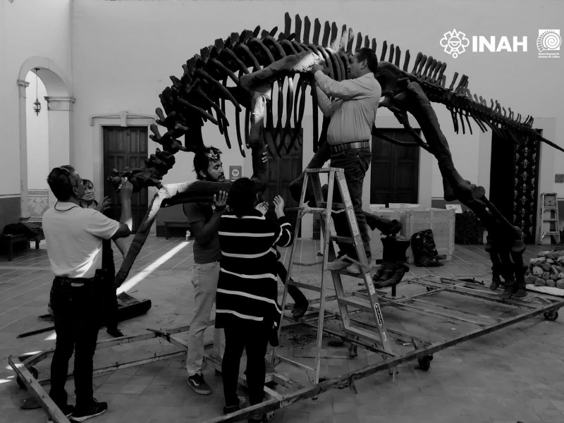 Prepara Museo Regional exposición de esqueleto de un Hadrosaurio
