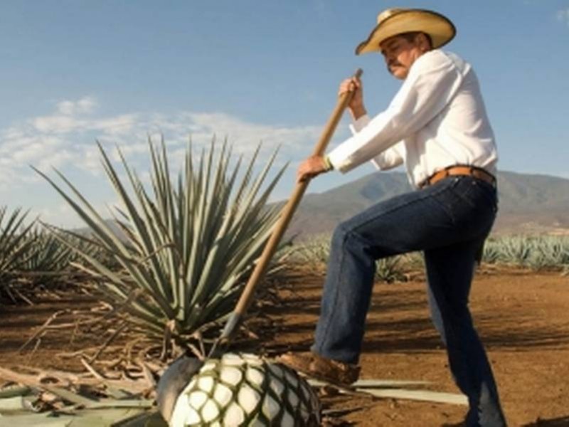 Prepara Purísima del Rincón el 1er. Festival del Agave.