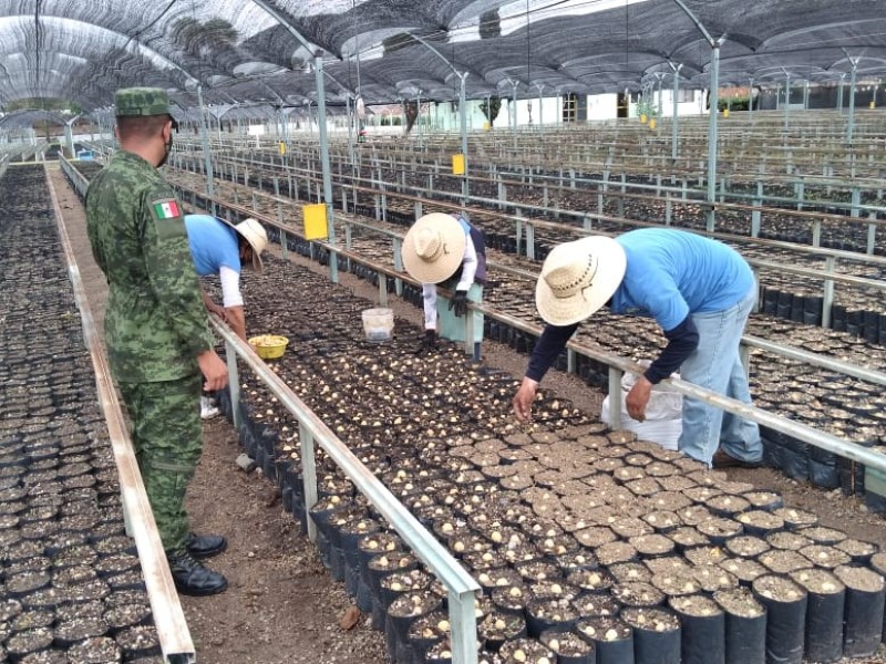 Preparan 231 mil árboles frutales en vivero militar de Ameca