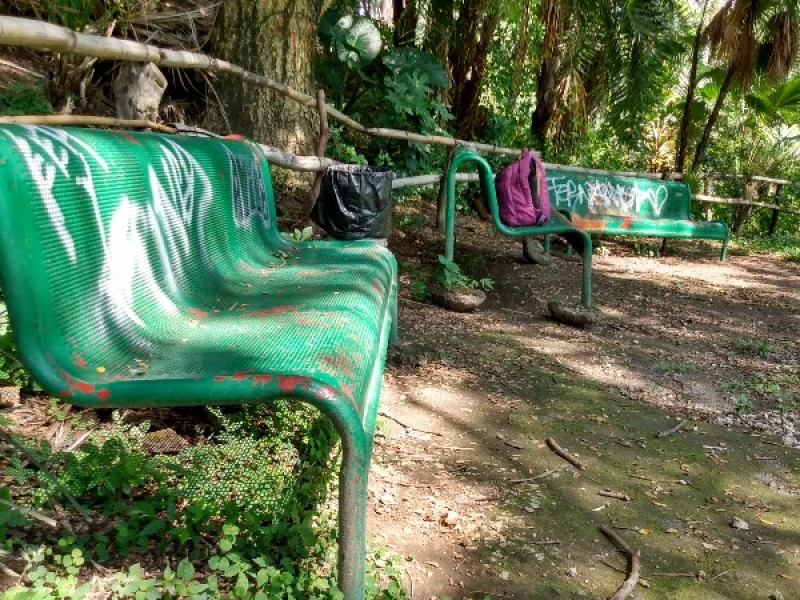 Preparan la reactivación del Palmarium Jacarandas