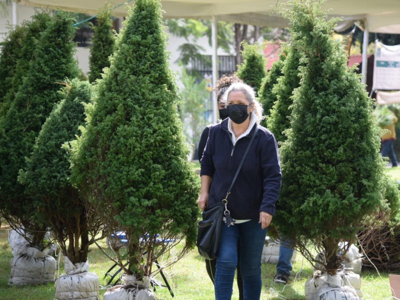 Preparan bazar de árboles de navidad naturales